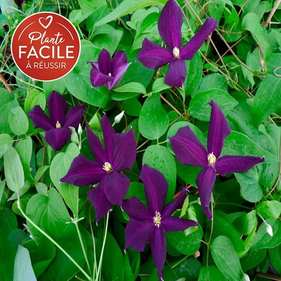 Clématite 'romantika' - clematis viticella 3l - 90/120cm