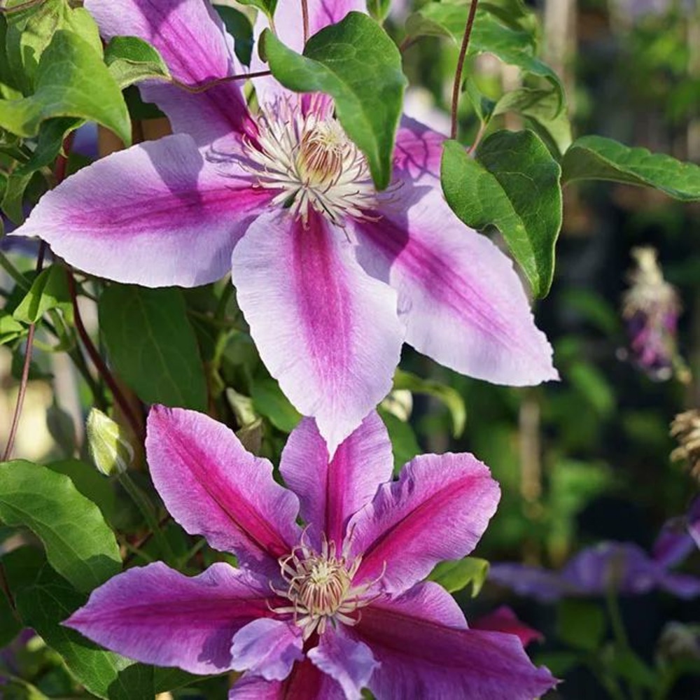 Clématite 'dr ruppel' - clematis 1,5l | Truffaut