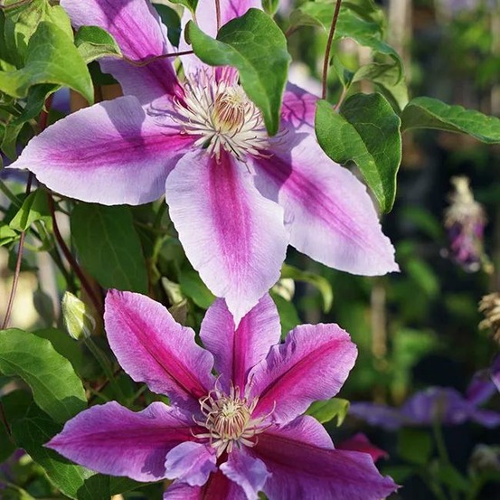 Clématite 'dr ruppel' - clematis 1,5l - 40/60cm