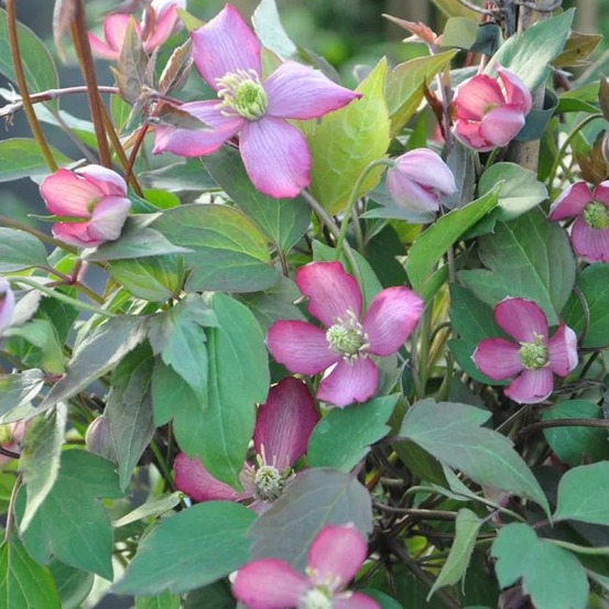 Clématite 'van gogh' - clematis montana 3l - 60/90cm