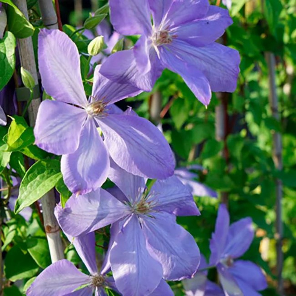 Clématite 'mrs cholmondeley' - clematis 3l - 60/90cm