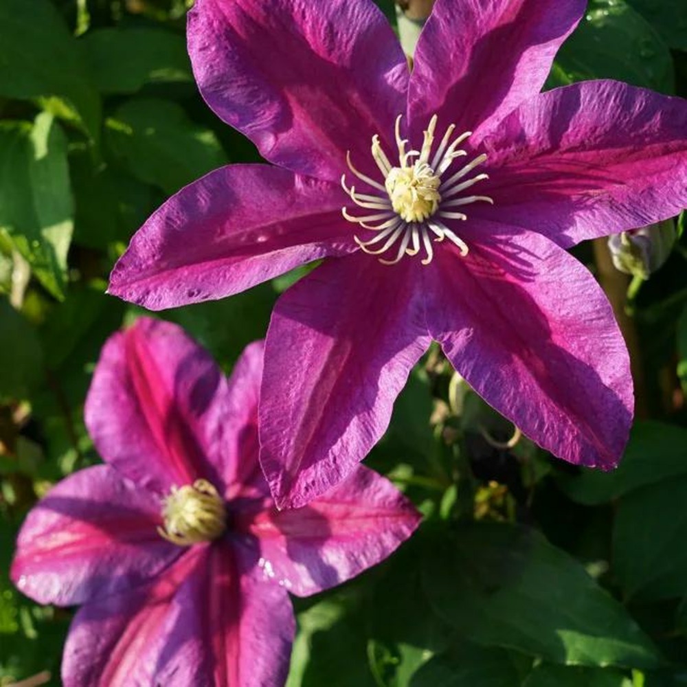 Clématite 'sunset' - clematis 3l - 60/90cm