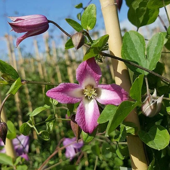 Clématite 'odoriba' - clematis texensis 3l - 60/90cm