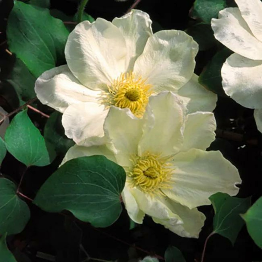 Clématite 'guernsey cream' - clematis 3l