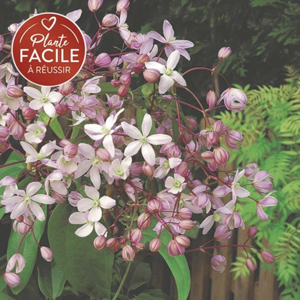 Clématite armandii 'hundersonii rubra' - clematis 3l - 60/90cm