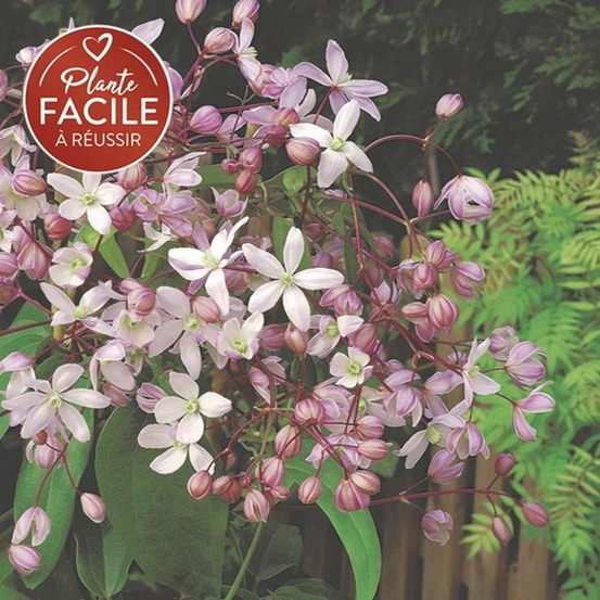 Clématite armandii 'hundersonii rubra' - clematis 3l - 60/90cm