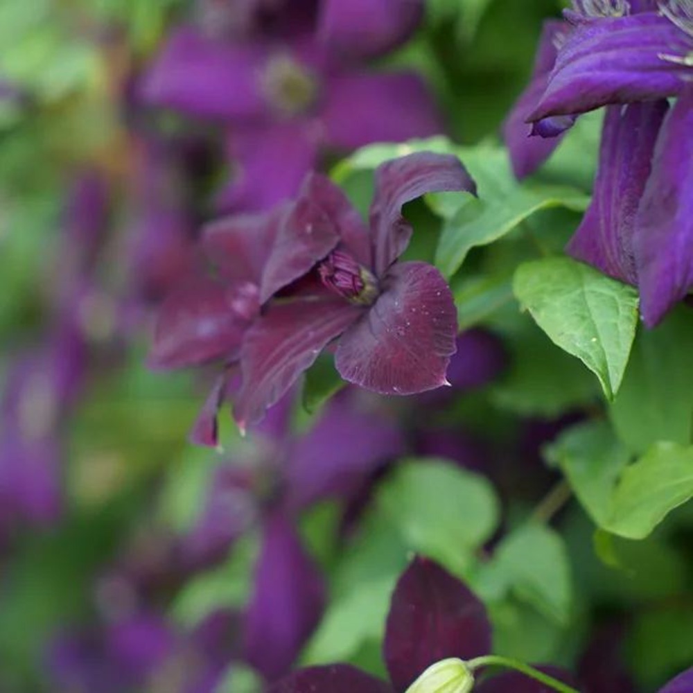 Clématite 'dark eyes' - clematis viticella 3l - 60/90cm