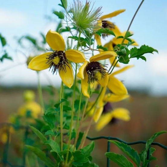 Clématite 'golden tiara®' ('kugotia') - clematis orientalis 3l