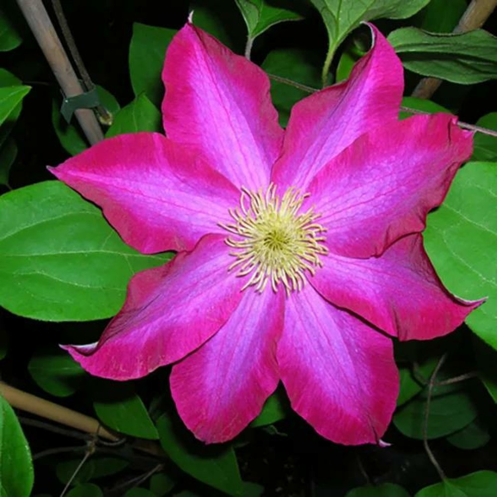 Clématite 'pink champagne' ('kakio') clematis 3l Truffaut