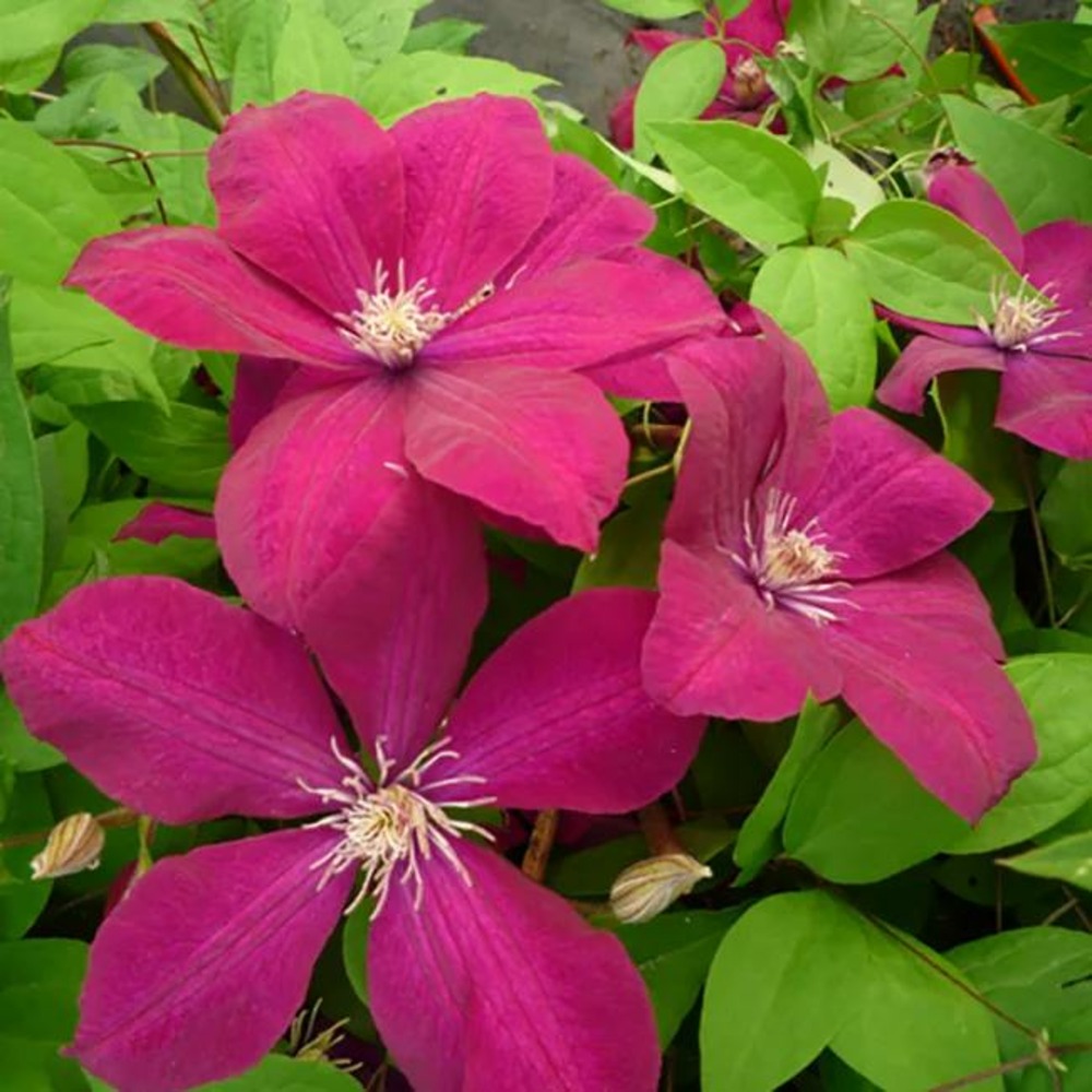 Clématite 'rouge cardinal' - clematis 3l - 60/90cm