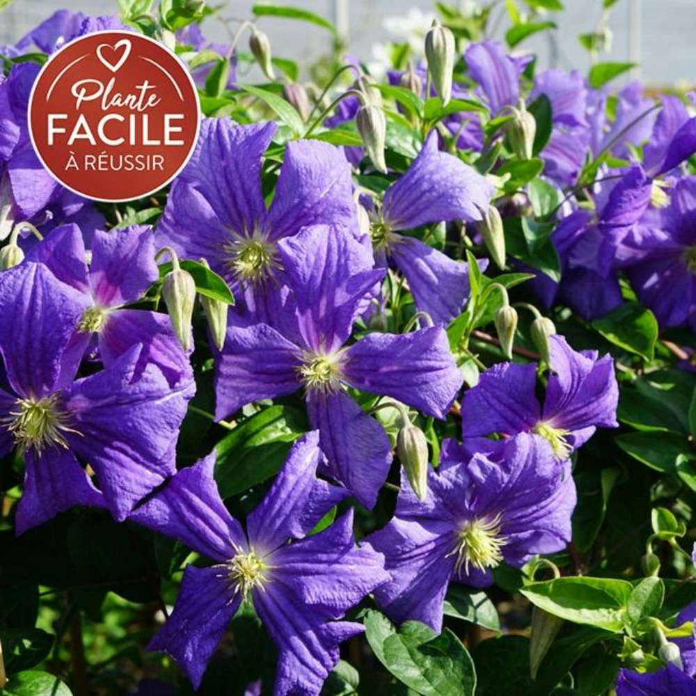 Clématite 'perle d'azur' clematis viticella 3l Truffaut