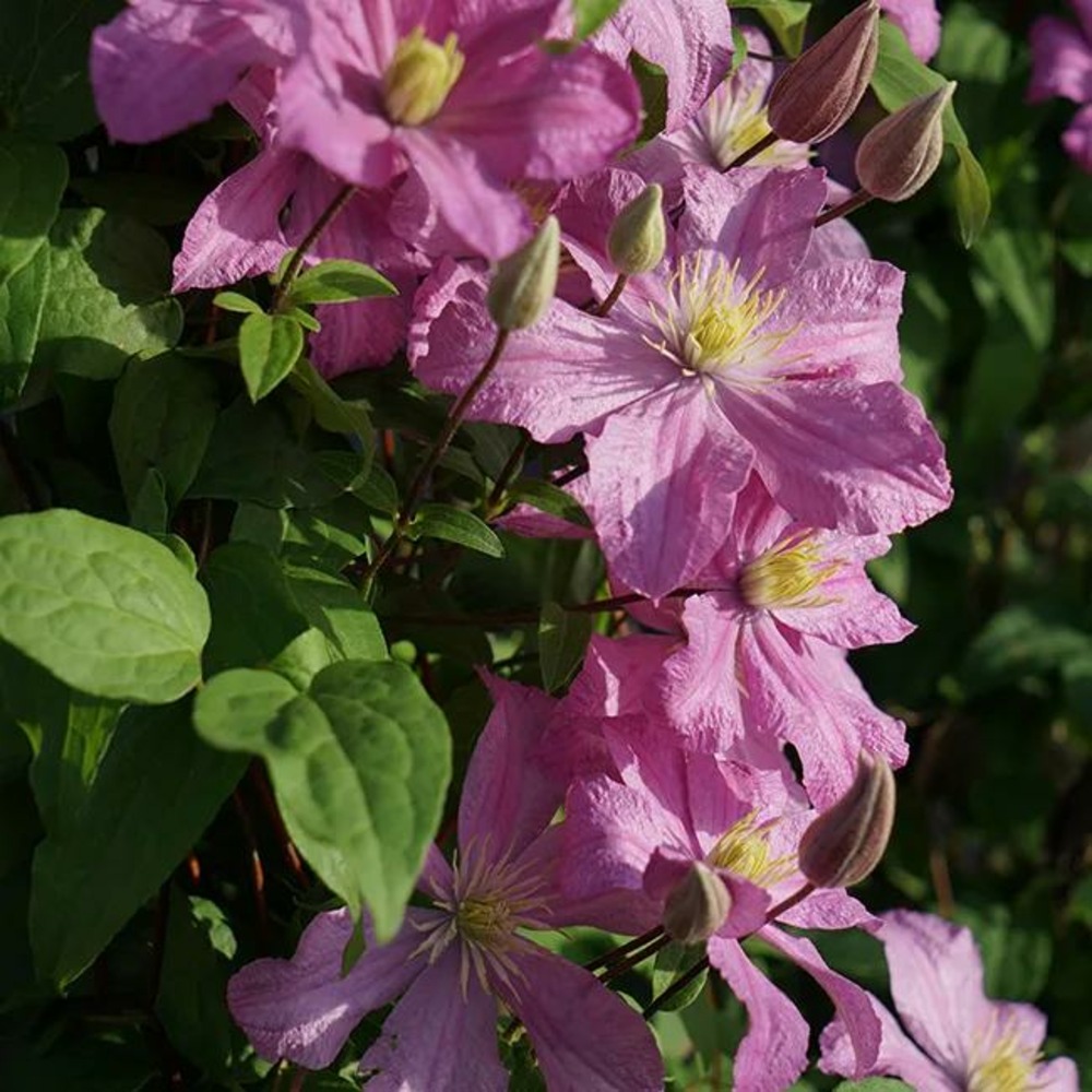 Clématite 'comtesse de bouchaud' - clematis 3l - 60/90cm
