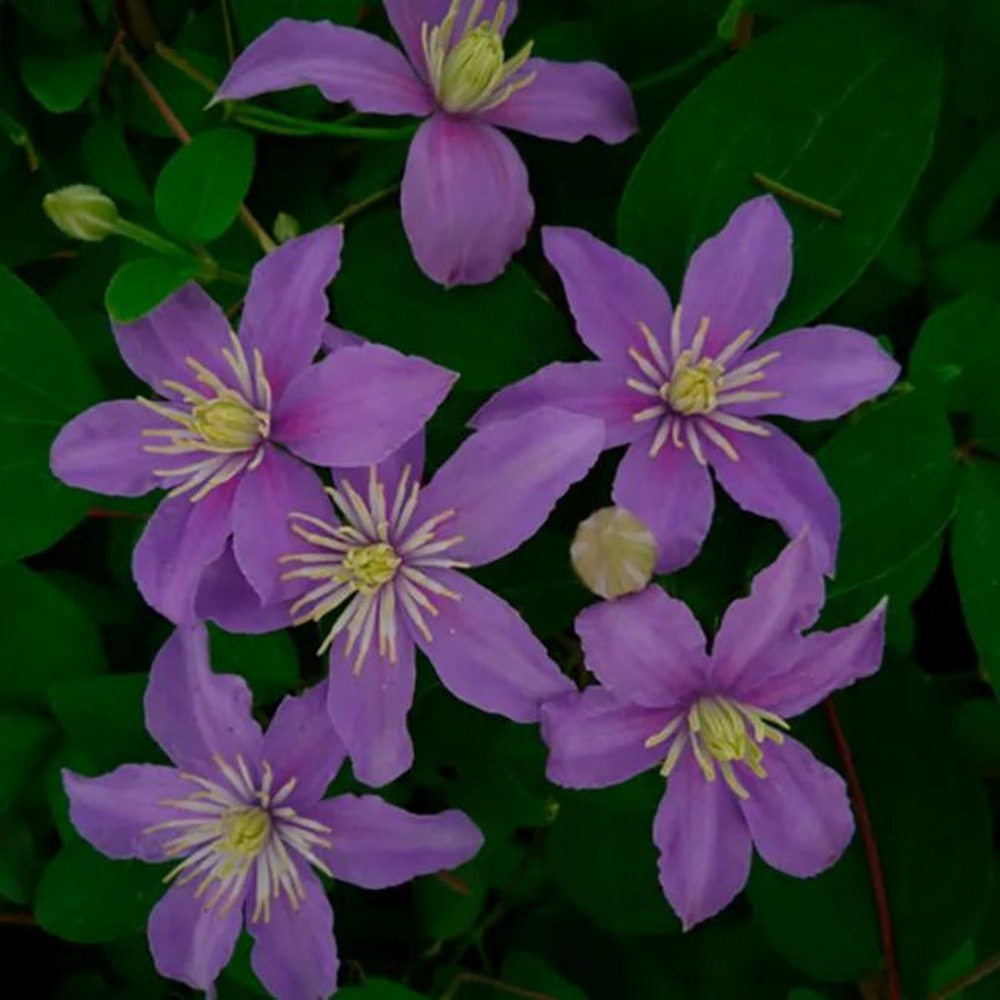 Clématite 'justa' - clematis 3l - 60/90cm
