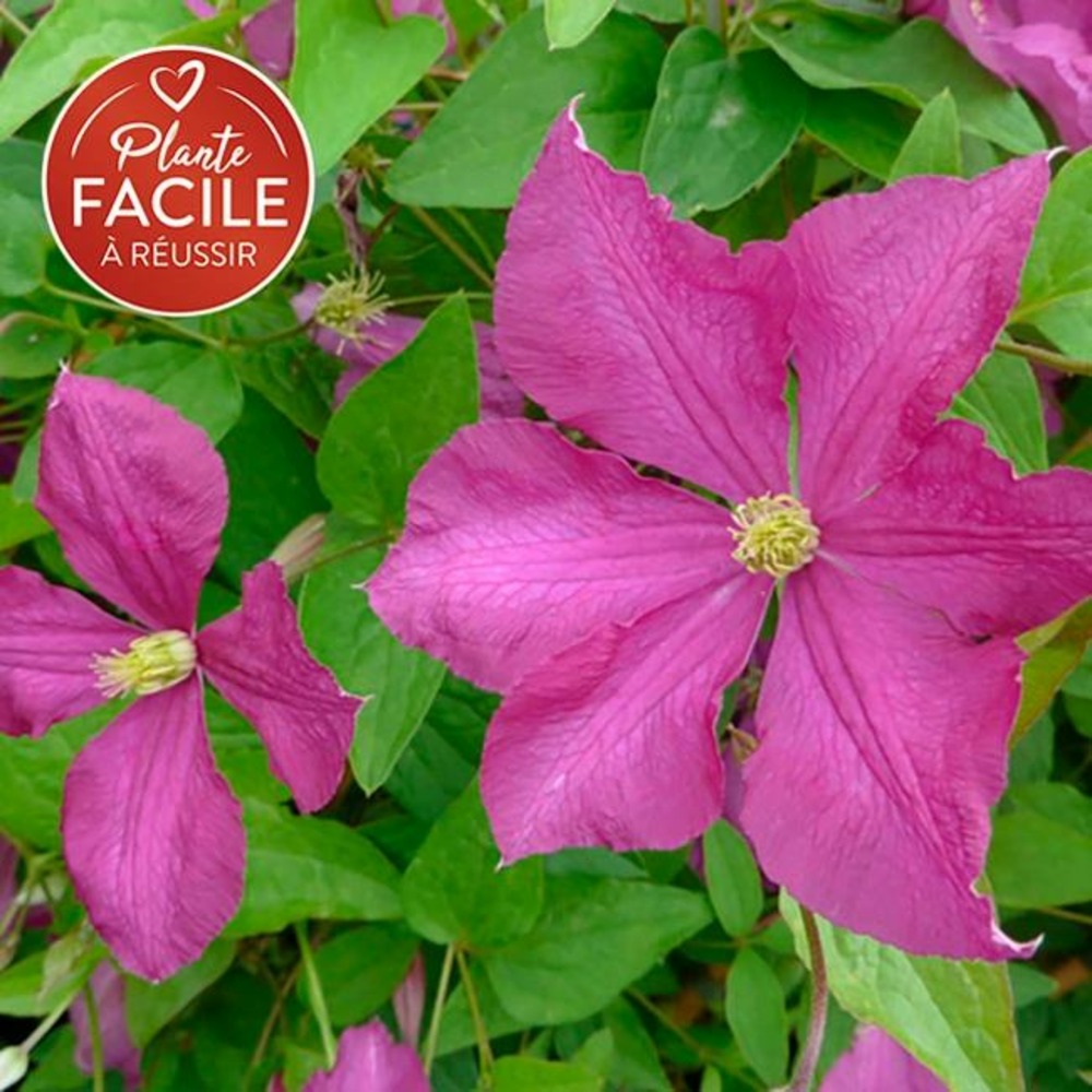 Clématite 'margot koster' - clematis viticella 3l - 60/90cm