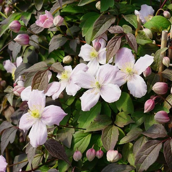 Clématite 'new dawn' - clematis montana 3l - 60/90cm