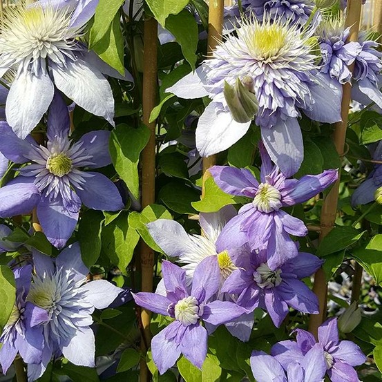 Clématite 'blue light®' - clematis 3l
