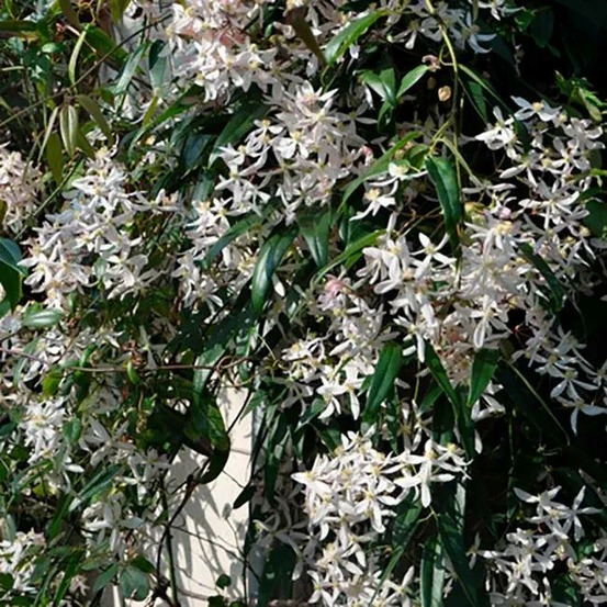 Clématite d'armand - clematis armandii 3l - 60/90cm