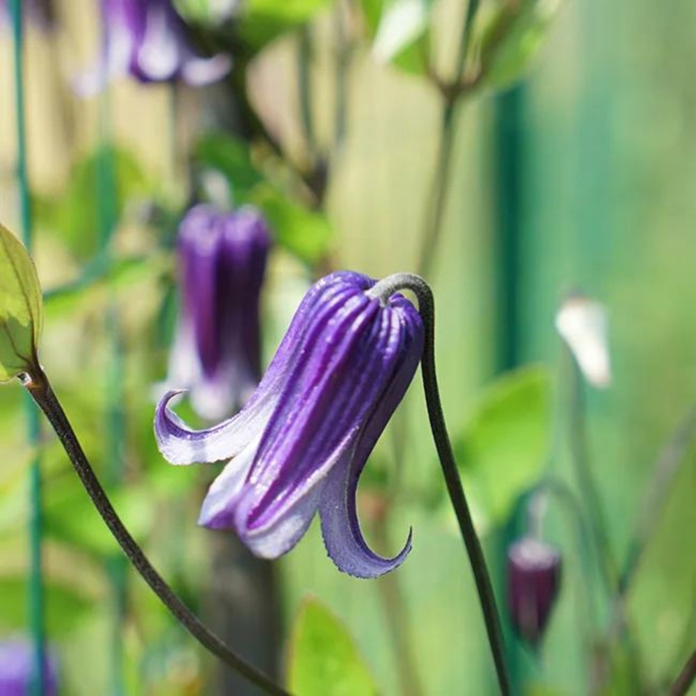 Clématite rooguchi clematis integrifolia 3l - 60/90cm