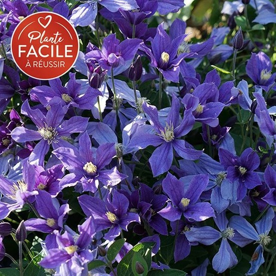 Clématite 'arabella' - clematis integrifolia 3l - 60/90cm