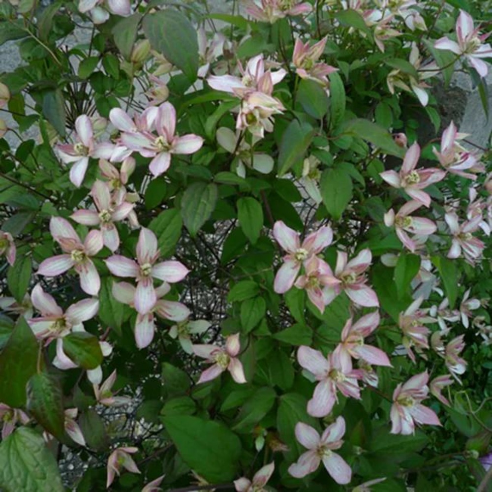 Clématite 'marjorie' - clematis montana 3l - 60/90cm