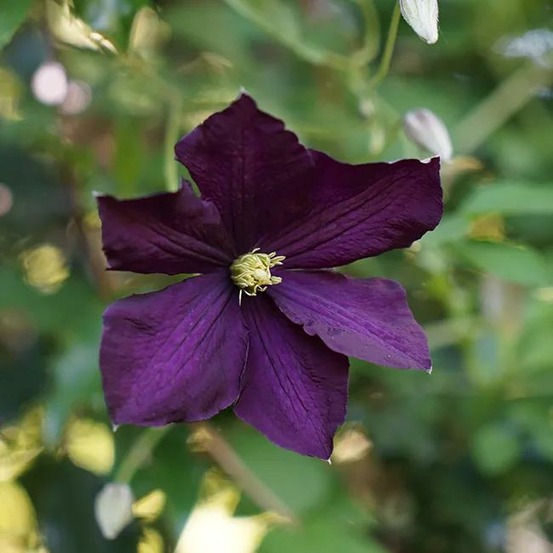 Clématite 'étoile violette' - clematis viticella 3l - 60/90cm