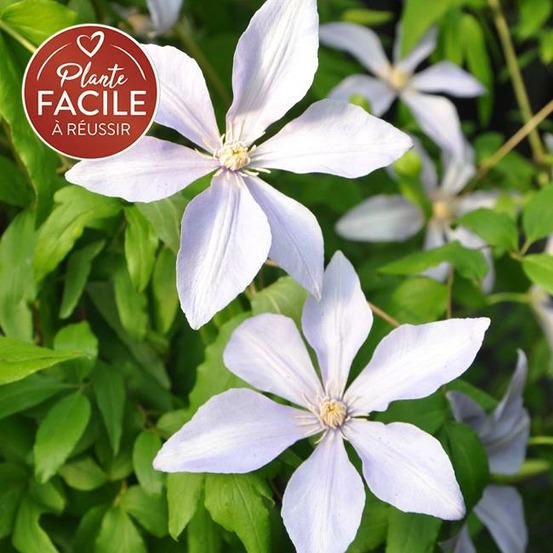 Clématite 'sugar sweet®' ('scented clem') 3l - 60/90cm