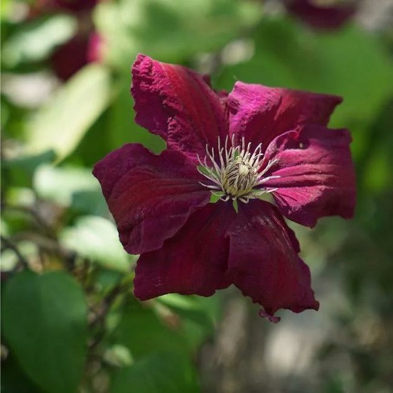 Clématite ernest markham à grandes fleurs rouges 3l - 60/90cm