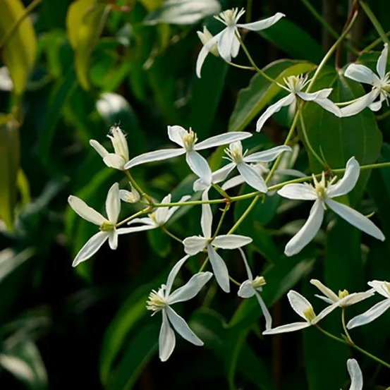 Clématite armandii 'little white charm' - clematis 3l - 60/90cm