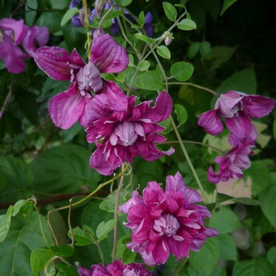 Clématite 'purpurea plena elegans' - clematis viticella 3l - 60/90cm