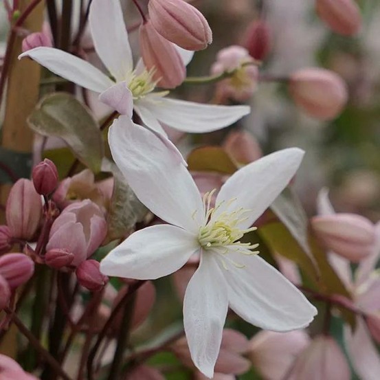 Clématite armandii 'apple blossom' - clematis 3l - 60/90cm
