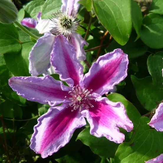 Clématite 'tudor' - clematis 3l - 60/90cm