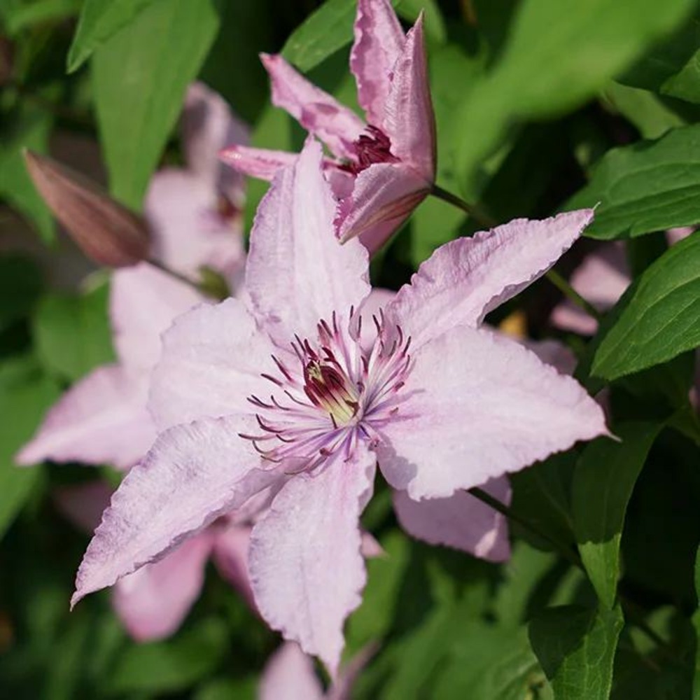 Clématite 'hagley hybrid' - clematis 1,5l - 40/60cm