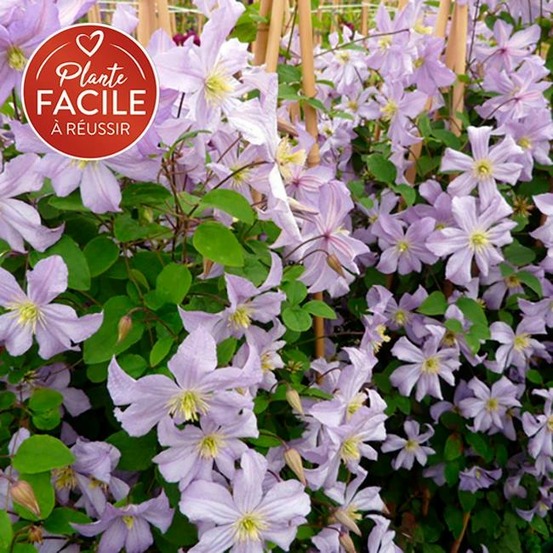 Clématite 'prince charles' - clematis viticella 3l - 60/90cm