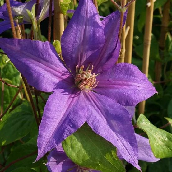 Clématite 'lawsoniana' - clematis 3l