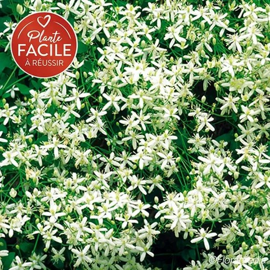 Clématite flammette - clematis flammula 3l - 60/90cm