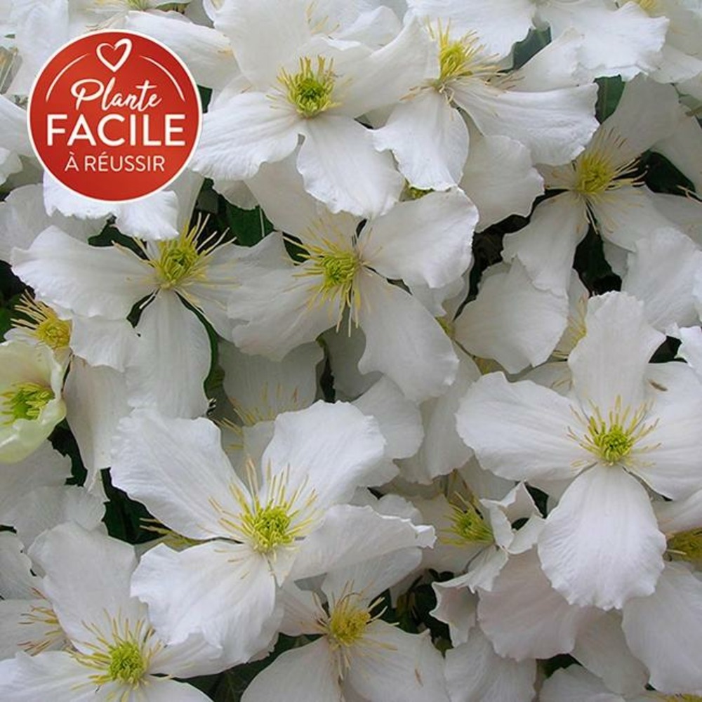 Clématite 'spooneri' - clematis montana 3l - 60/90cm