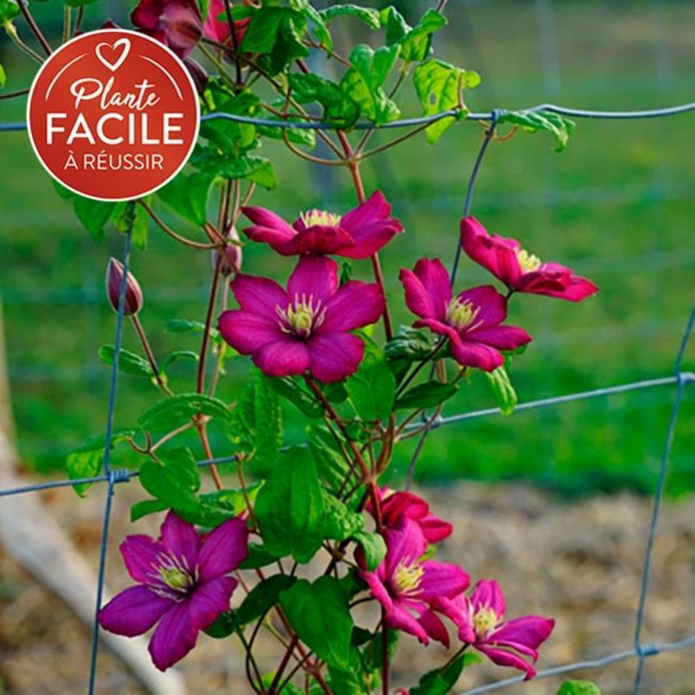 Clématite 'ville de lyon' - clematis 3l - 60/90cm