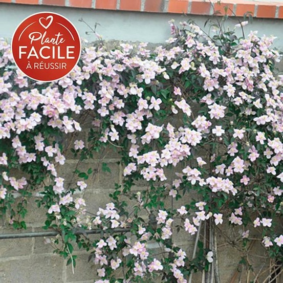 Clématite 'rubens' - clematis montana 3l - 60/90cm