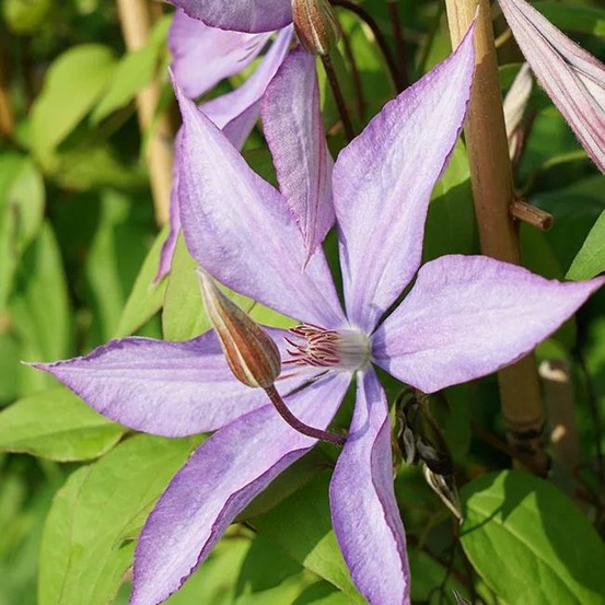 Clématite 'bagatelle' - clematis 3l - 60/90cm
