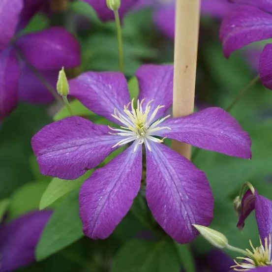 Clématite 'voluceau' - clematis 3l - 60/90cm