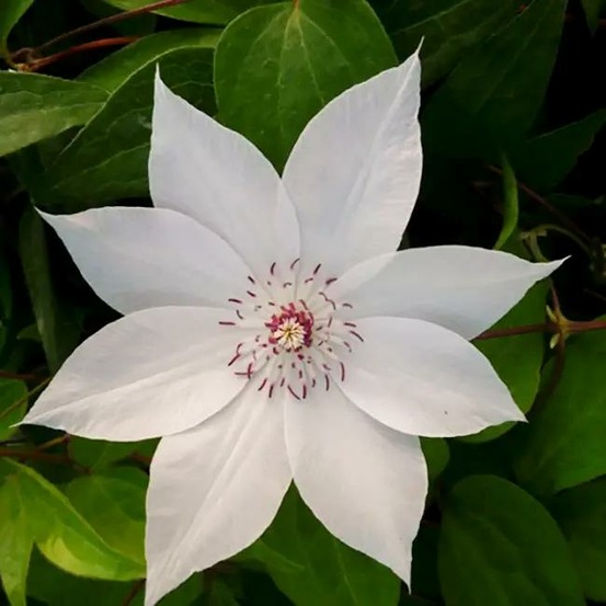 Clématite 'miss bateman' - clematis 3l - 60/90cm