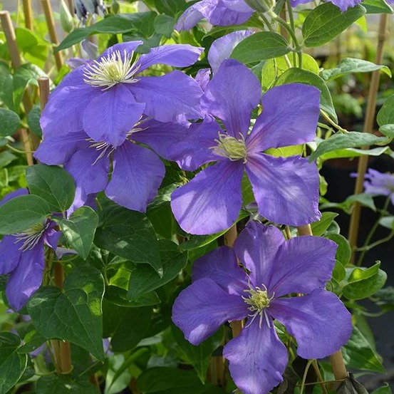 Clématite 'général sikorski' - clematis 3l - 60/90cm