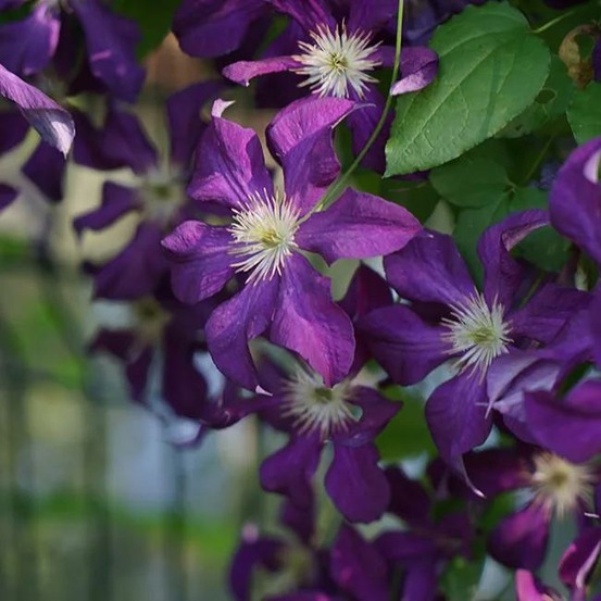 Clématite 'vostok' - clematis 3l - 60/90cm
