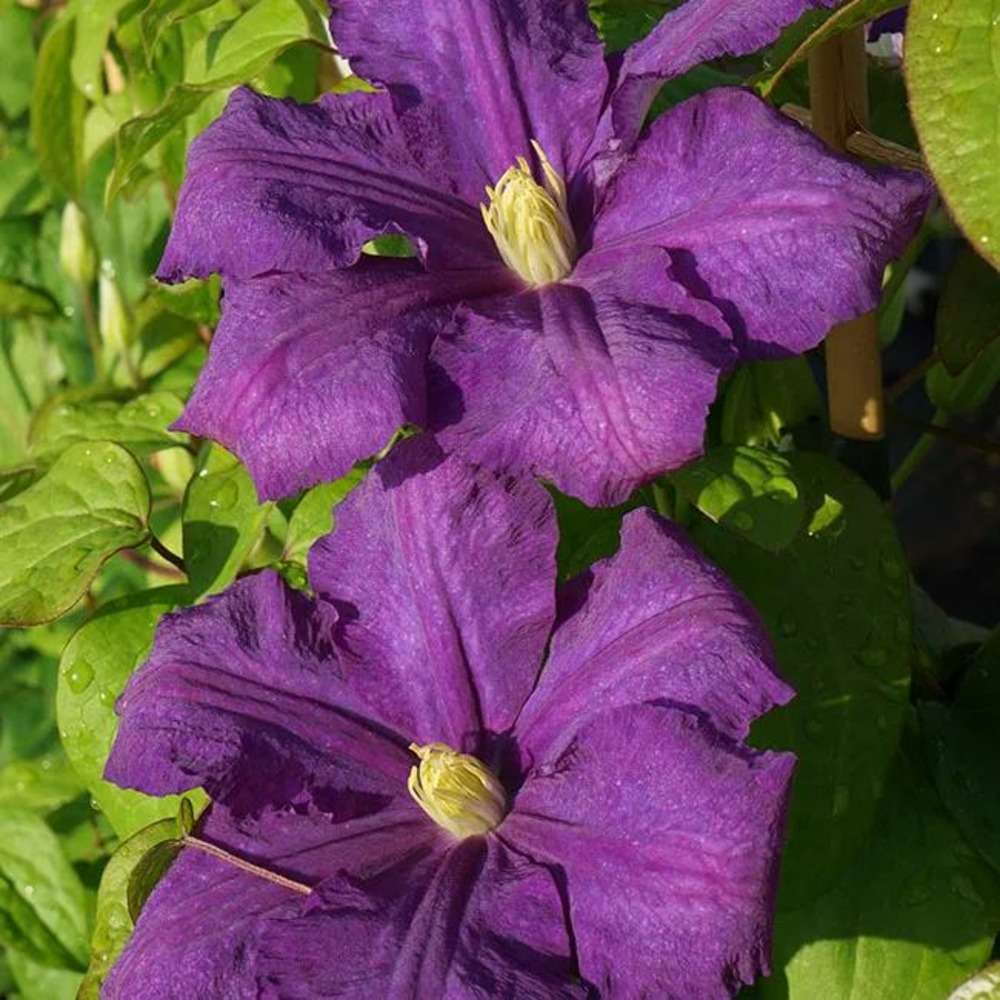 Clématite 'luther burbank' - clematis 3l - 60/90cm