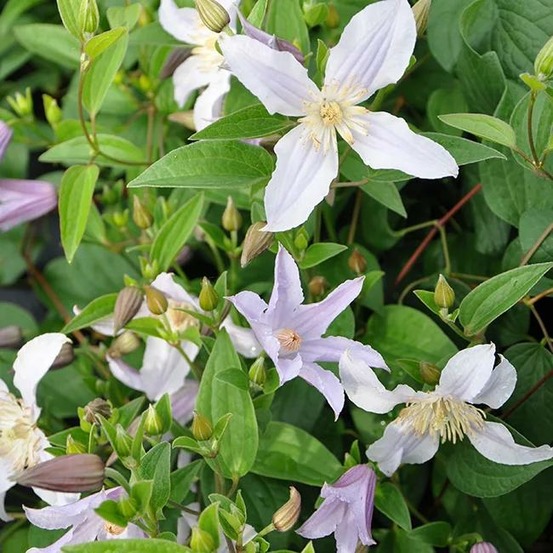 Clématite star river® 'zostarri' - clematis integrifolia 3l - 60/90cm