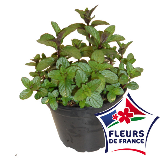 Menthe poivree pot 14 cm
