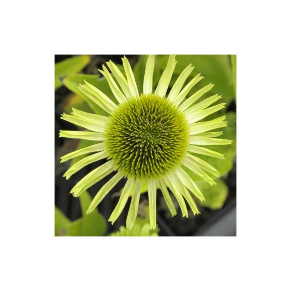 Échinacée purpurea green jewel® lot de 3 godets