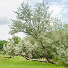 Olivier de bohême (eleagnus angustifolia) - godet - taille 30/50cm