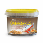Ichi food gammarus 1l : gammares entier pour koïs