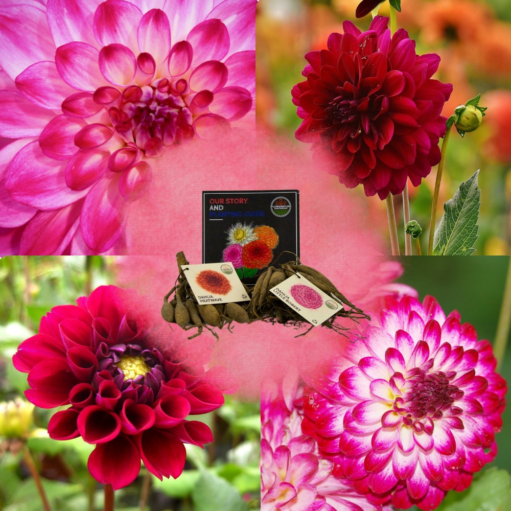 Dahlia bulbes - mix happiness, little robert & heatwave, 2 pièces